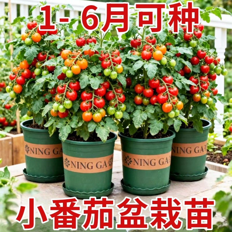 盆栽小番茄种子四季种阳台室内盆栽矮生樱桃番茄种子蔬菜水果种子,鲜花速递/花卉仿真/绿植园艺,家庭园艺种子,淘宝优惠券,粉丝福利购,淘宝优惠卷