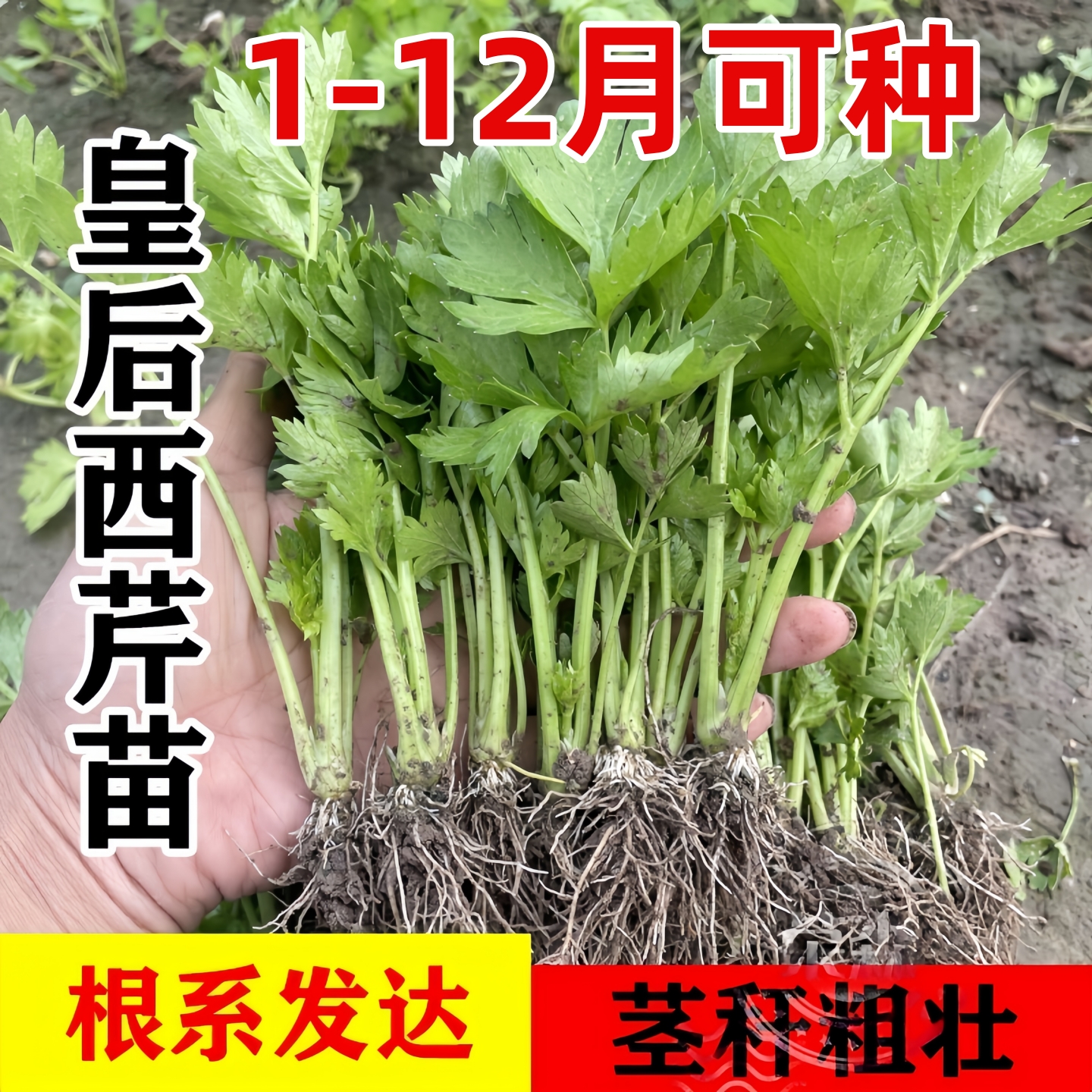 皇后西芹苗山东秧芹带土球实心黄红小香芹根芹菜种子四季盆栽高产