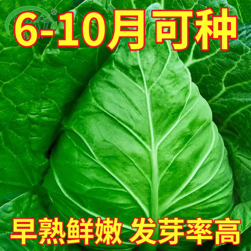 包菜种子牛心甘蓝种子牛心包卷心菜秋冬四季早熟青菜蔬菜种子