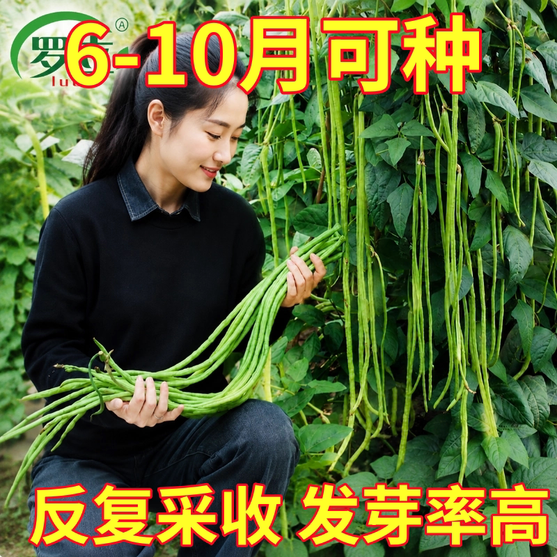 长豆角种子四季豆豇豆种苗蔬菜苗秧苗大全春天种的菜苗种子种籽