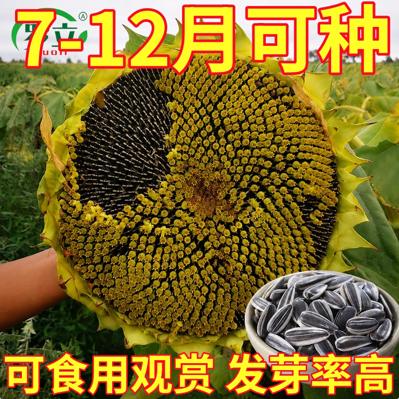 大型可食用向日葵种子高产瓜子种子大粒饱满葵花籽阳台庭院大田种