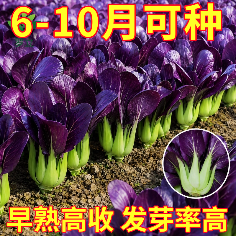 紫罗兰油菜种籽紫色小青菜紫玲阳台盆栽菜园地种植农家蔬菜种子