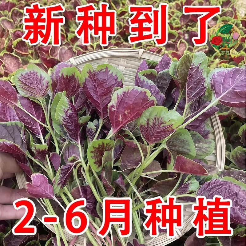 柳叶红苋菜种籽尖叶苋菜野菜青菜种子四季春夏季秋冬季蔬菜盆栽孑