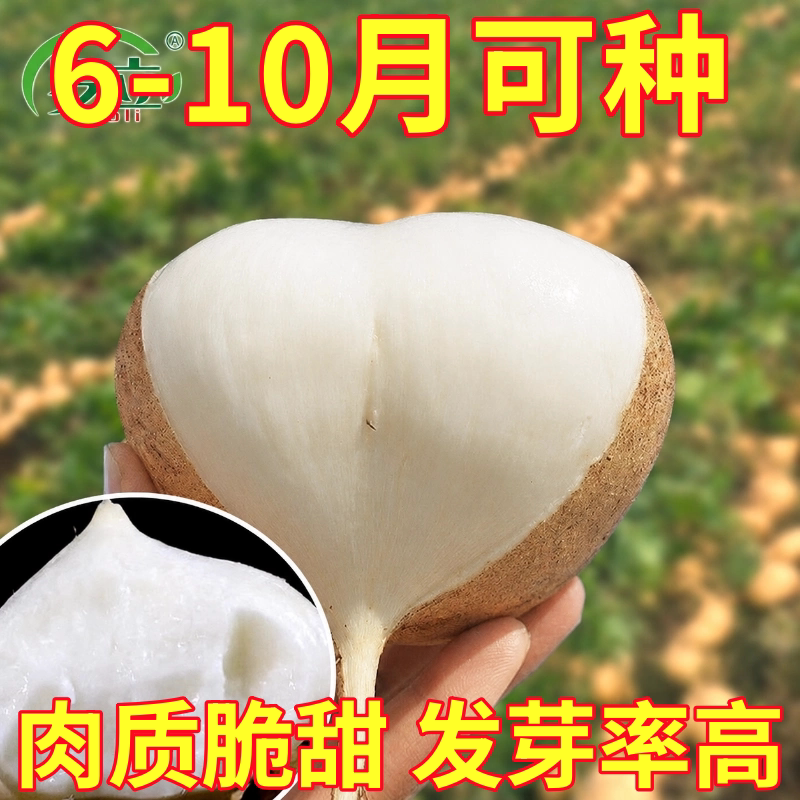 牧马山凉薯种子种籽孑水果地瓜特大高产白瓤香甜早熟苗秧沙葛土瓜