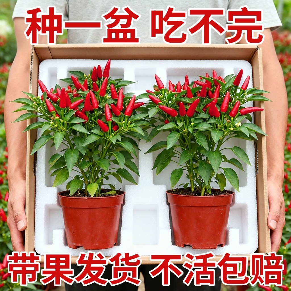 七彩椒盆栽秧苗树带果可食用新鲜五彩小米泡椒朝天椒阳台庭院植物,鲜花速递/花卉仿真/绿植园艺,种苗/半成品盆栽,淘宝优惠券,粉丝福利购,淘宝优惠卷