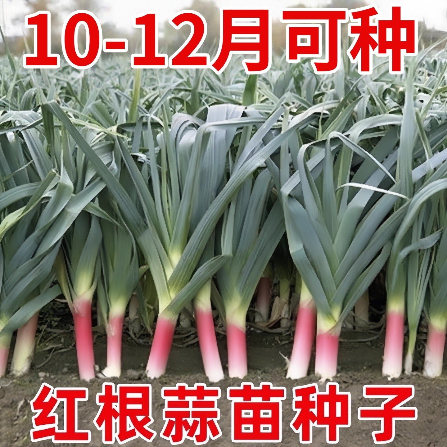 蒜苗种子大蒜种籽多季宽叶蒜红根红紫皮本地种植蔬菜种子盆栽阳台,鲜花速递/花卉仿真/绿植园艺,种苗/半成品盆栽,淘宝优惠券,粉丝福利购,淘宝优惠卷