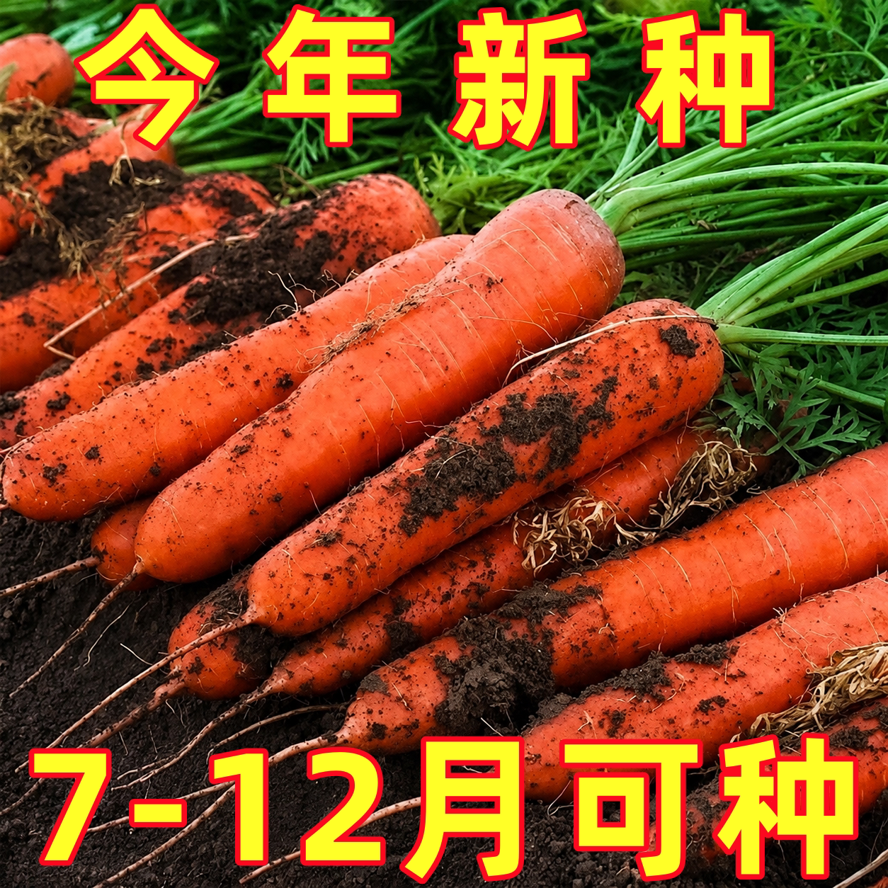 三红九寸红胡萝卜种子四季胡萝卜种子水果黄红萝卜兔子草种籽子