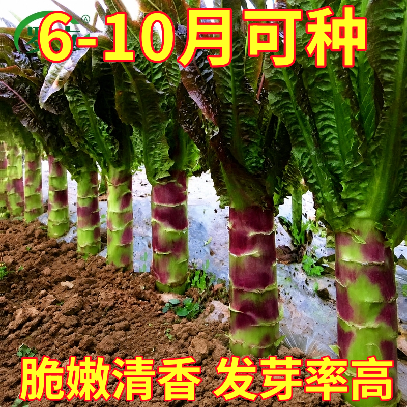 红莴苣种子莴笋苗夏秋莴苣菜种籽四季春秋蔬菜种孑莴笋种籽耐热