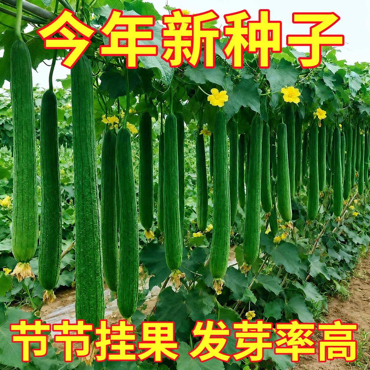 长香丝瓜种子肉丝瓜长棱丝瓜蔬菜种孑特嫩香丝瓜籽楼顶阳台可盆栽
