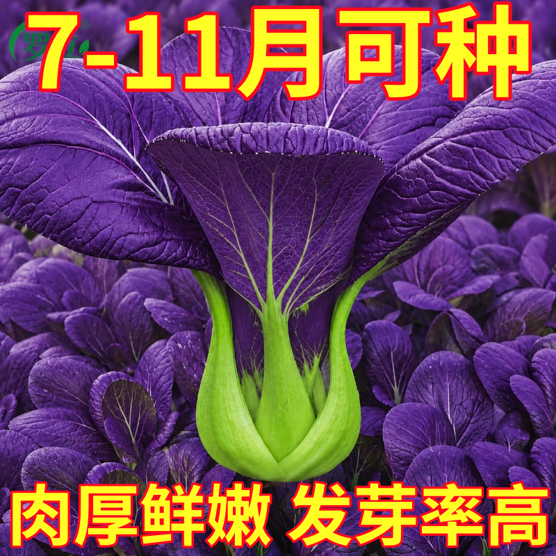 紫罗兰紫油菜种子小青菜种籽红上海青菜籽蔬菜孑菜种秋季四季籽种