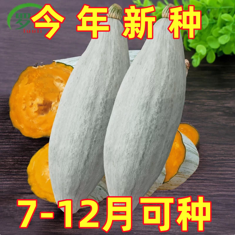 特甜粉糯贵族南瓜种子新品种金丝栗板栗贝贝南瓜籽四季种植种籽子