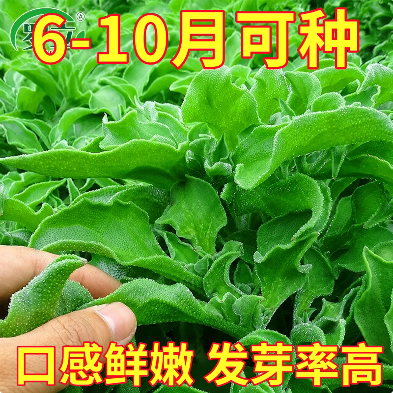 水晶冰菜种子冰草特色养生阳台盆栽庭院农家作物秋季播疏蔬菜种籽