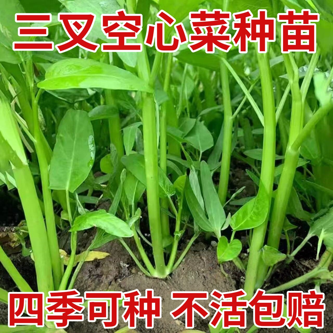 三叉空心菜苗秧四季大叶空心菜阳台盆栽柳叶空心青白梗可水培蔬菜