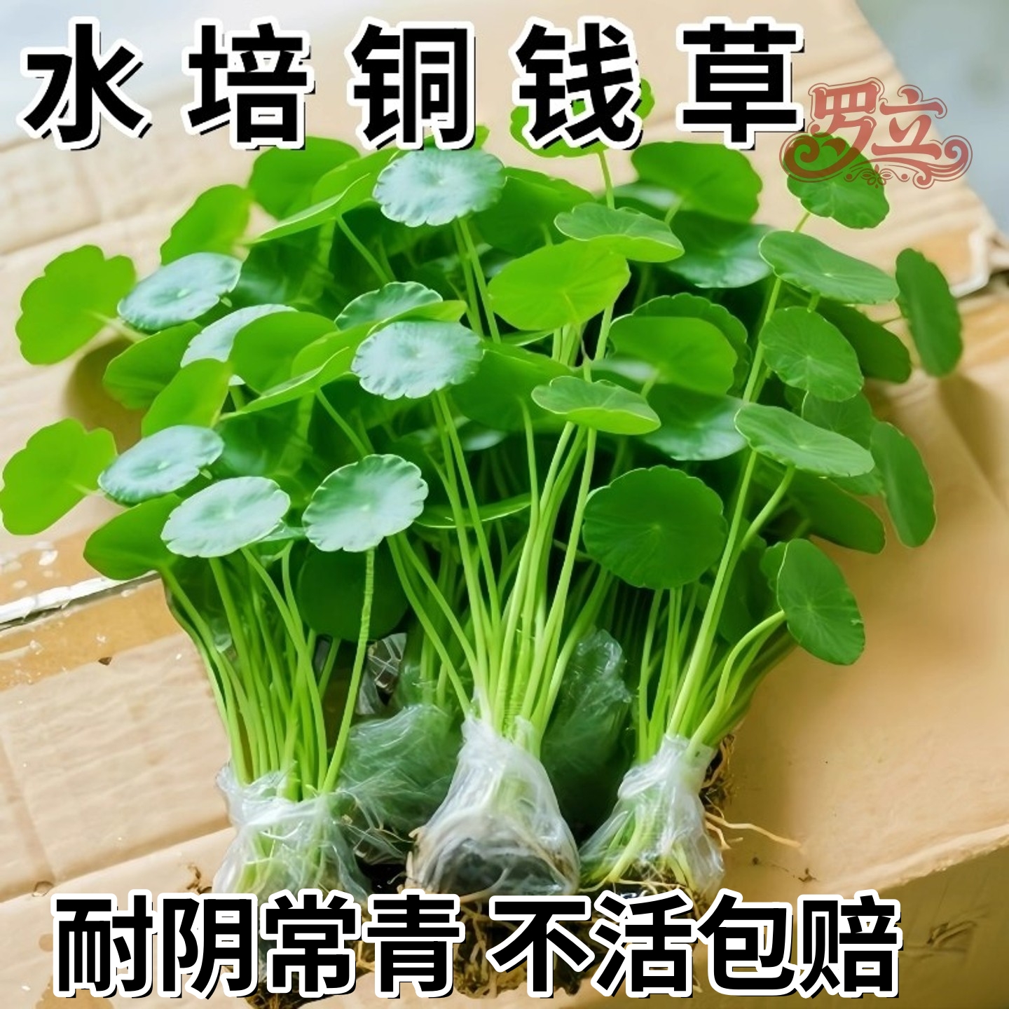 大叶铜钱草水培植物精品水养绿植室内外水生金钱草盆栽四季好养活