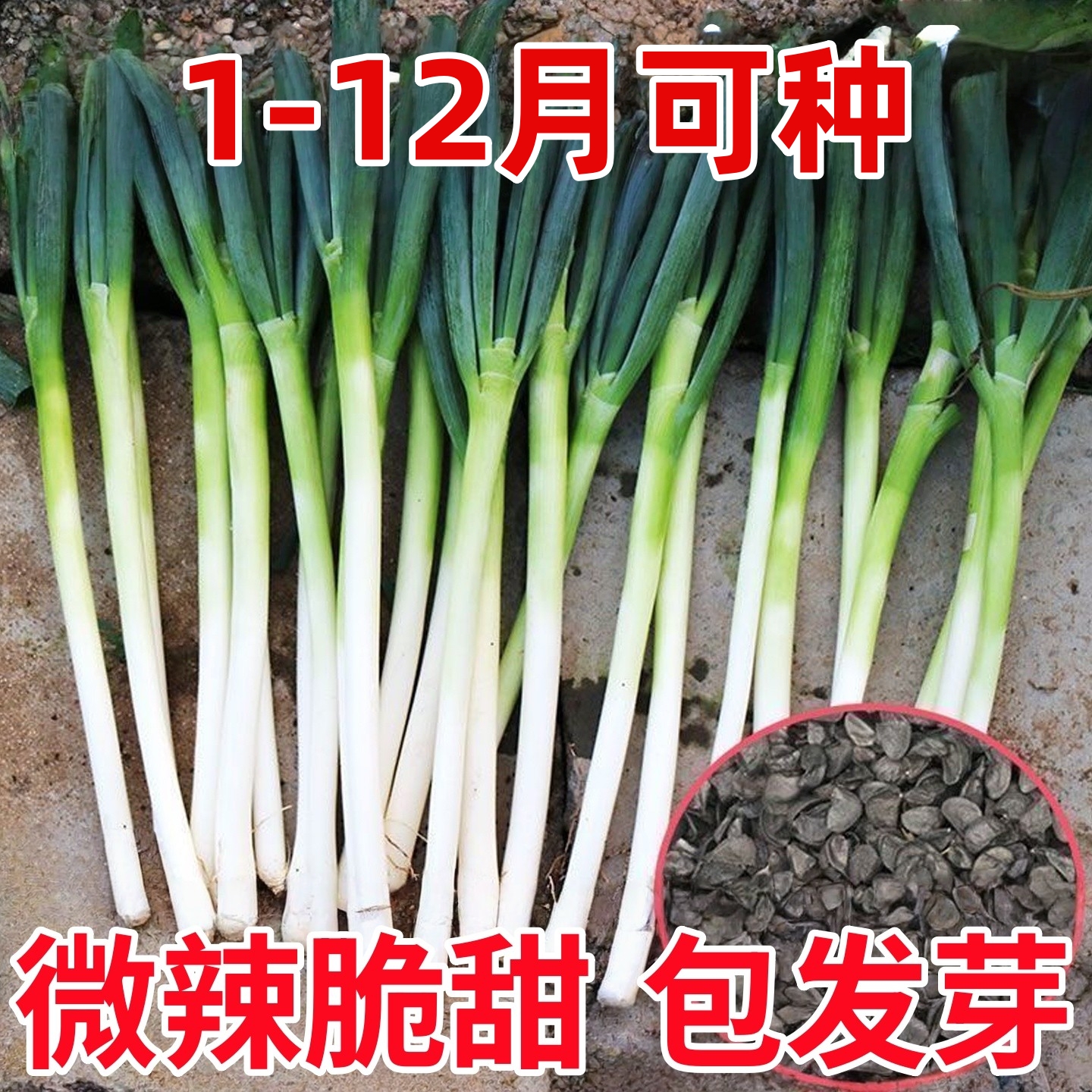山东大葱种子章丘铁杆老品种发芽快东北高产抗病种籽四季蔬菜种子