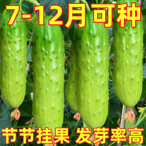 唐山秋瓜种子老品种黄瓜种籽庭院阳台春季水果蔬菜种高产农家易种