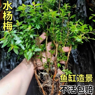 水杨梅鱼缸造景装 饰水培挺水植物水杉溪流缸乌龟缸造景树老桩绿植