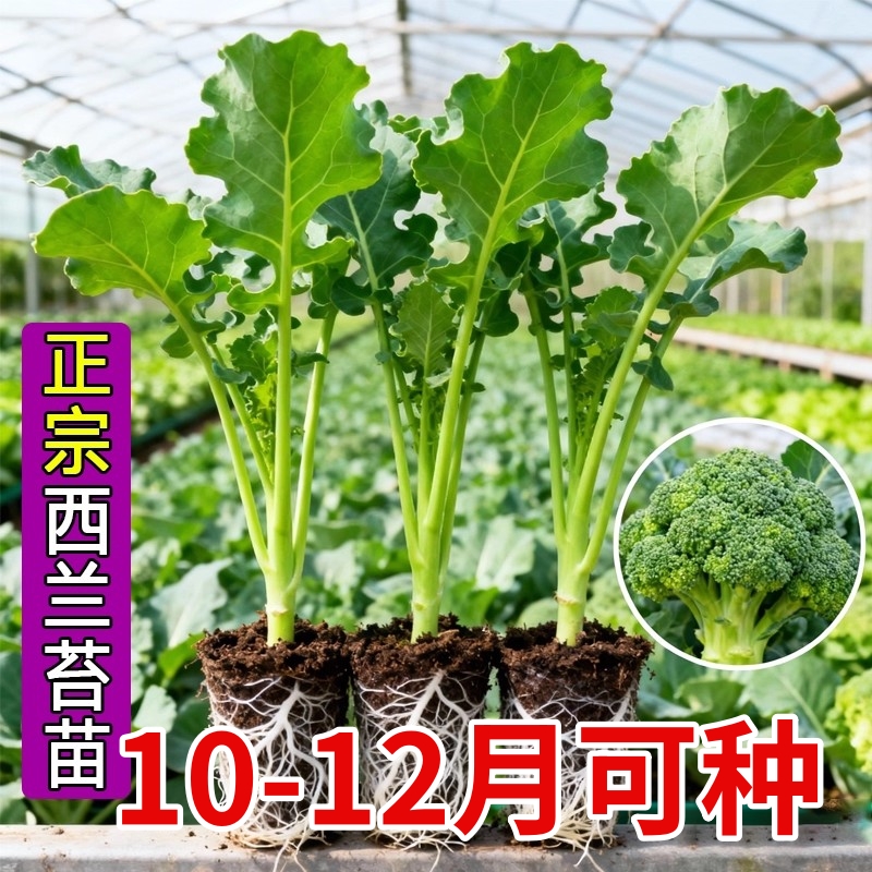 西兰苔菜苗秧苗西兰菜苔西兰花苗菜苗甜杆菜苔盆栽耐寒秋冬蔬菜苗