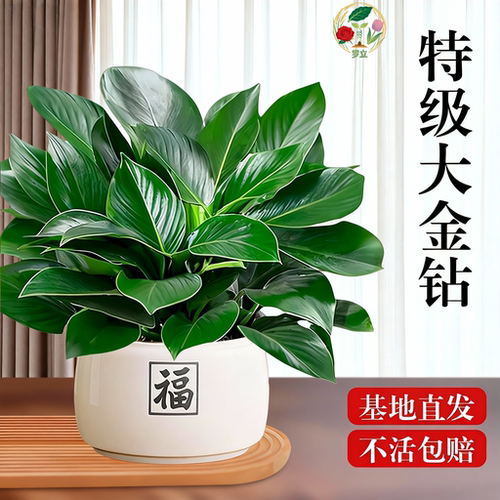 金钻盆栽绿公主水培办公室内桌面绿植蔓绿绒多肉大叶植物去