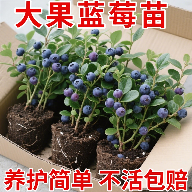大果蓝莓树苗盆栽地栽果树苗蓝莓南北方种植庭院阳台种植当年结果