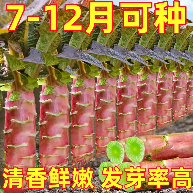 莴笋种子种籽红皮红叶锄头香脆莴苣菜种秋季冬季四季耐热蔬菜苗孑