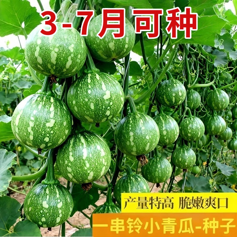 嫩早一串铃南瓜种种子阳台丰产早熟小南瓜籽四季庭院种植蔬菜种子