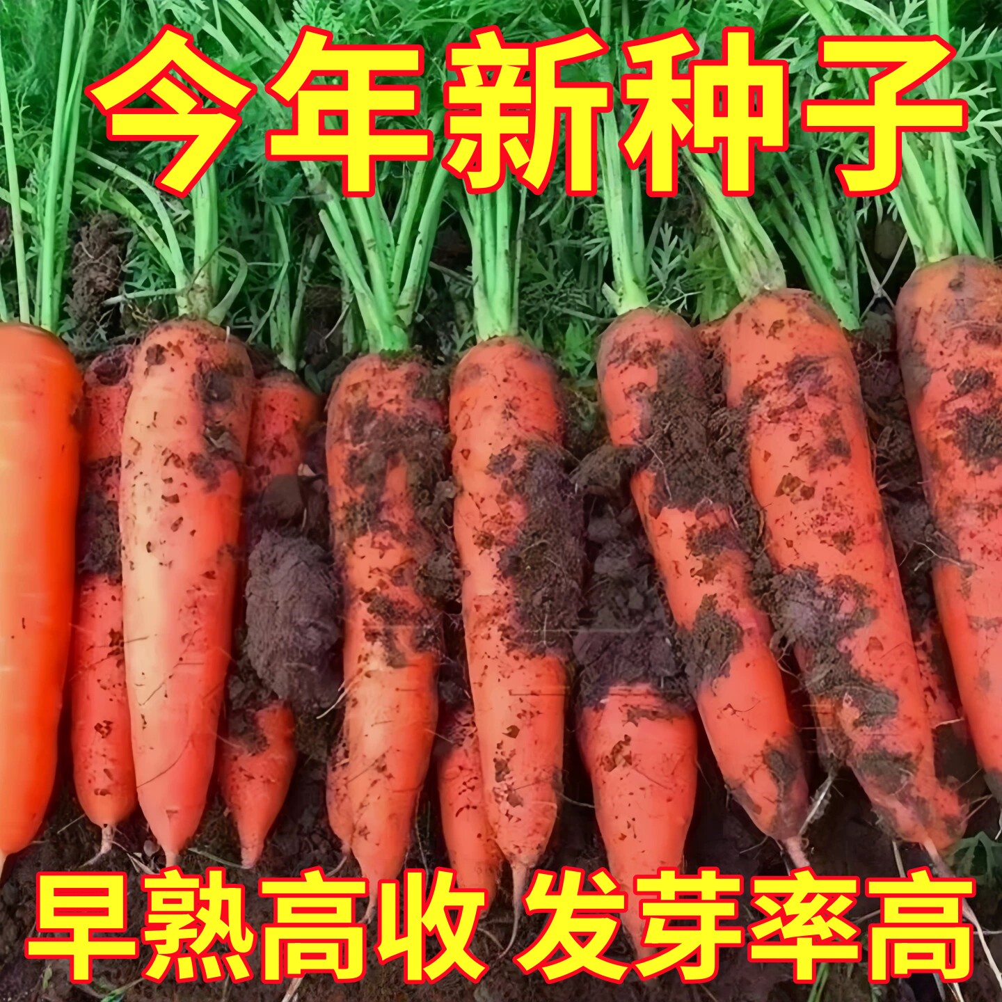 九寸三红胡萝卜种子夏秋季耐热寒水果蔬菜生吃脆甜四季田园红萝卜