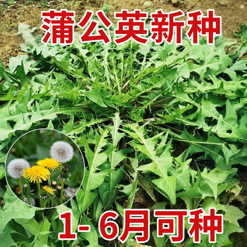 四季播种新产蒲公英种子籽野菜婆婆丁 种植 种子多年生种籽