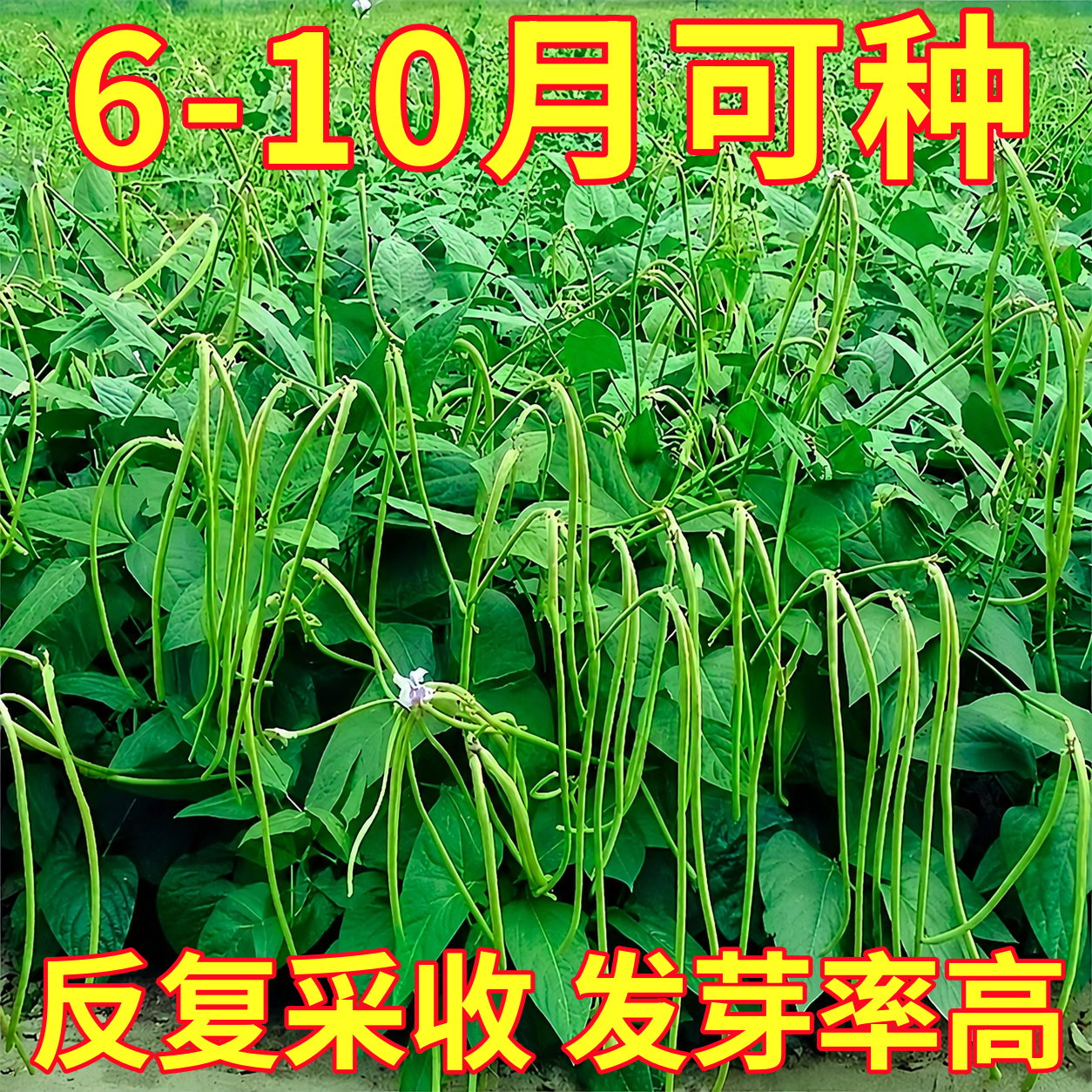 懒人不搭架无架豆种子特长豆角豇豆种籽地豆四季种植高产蔬菜种孑