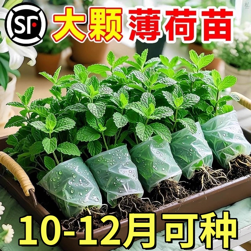 薄荷秧苗可食用室内植物盆栽水培柠檬薄荷叶迷迭香驱蚊草绿植好养