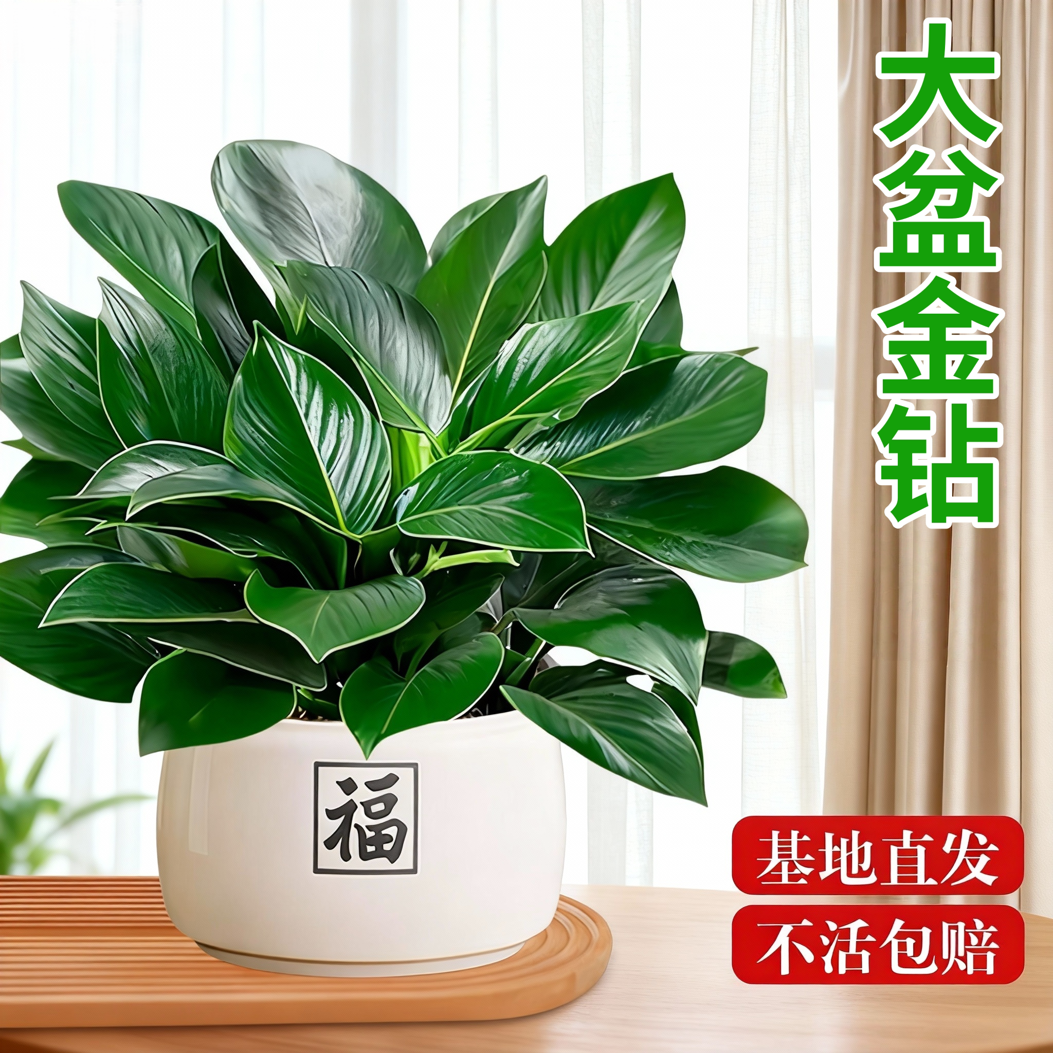 懒人大叶金钻盆栽绿萝箩水培绿公主植物室内吸四季好养花卉