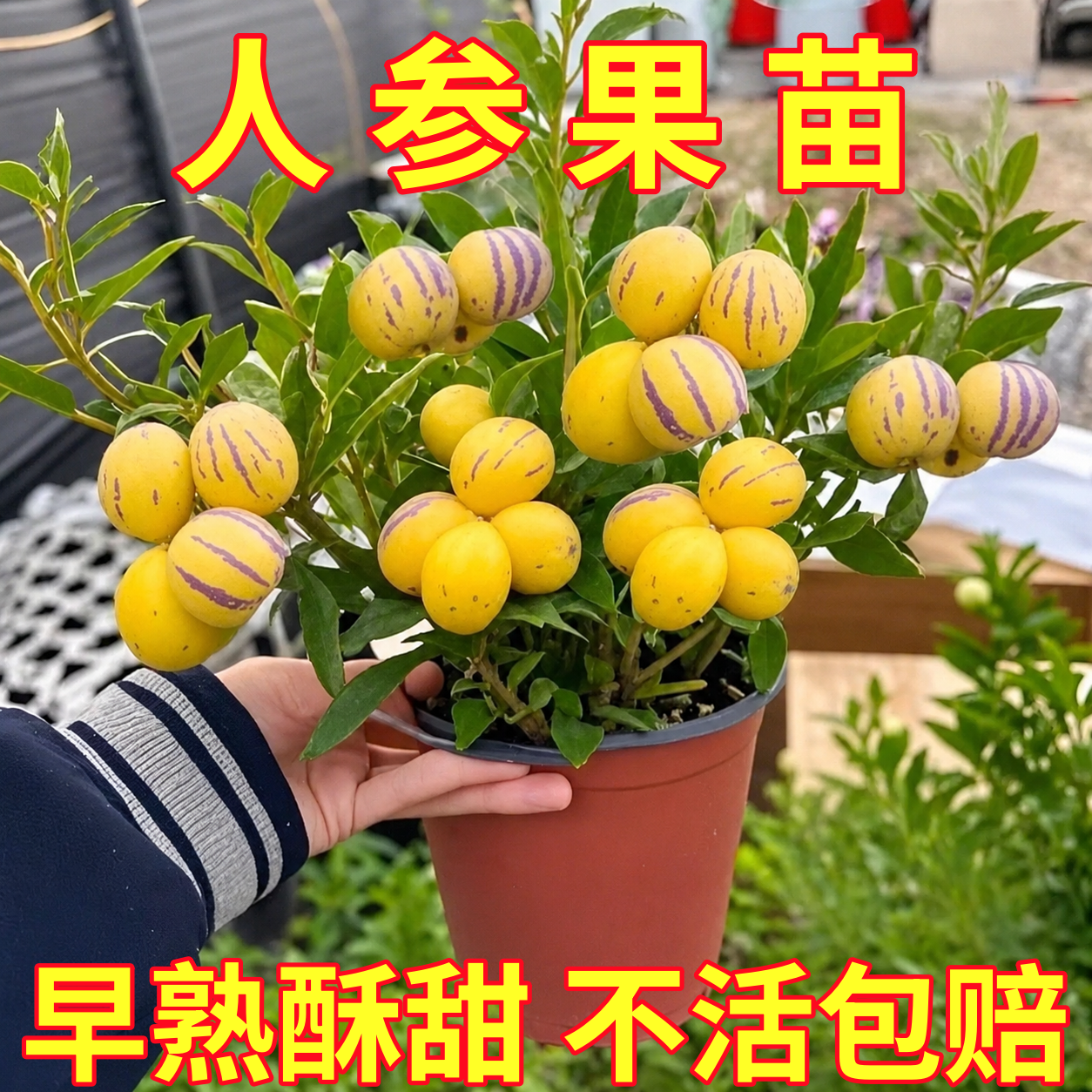 人参果苗黄果云南黄心香瓜茄秧苗穴盘盆栽苗四季阳台盆栽长寿果