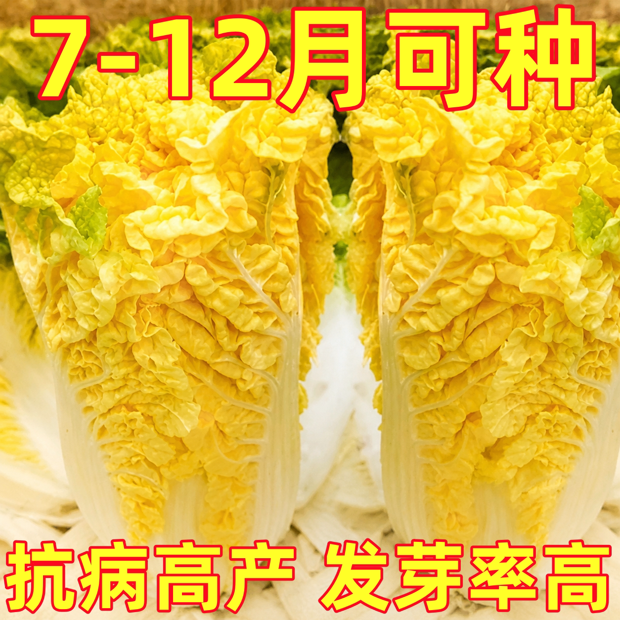 韩国娃娃菜种子种籽耐热黄心籽种蔬菜孑苗秧菜种大白菜菜籽小白菜