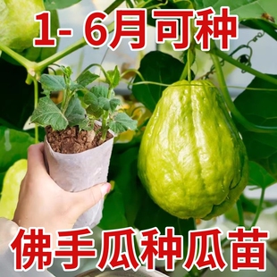 佛手瓜种苗组合子种籽带芽扶手瓜苗秧孑子种植秧苗瓜苗发芽种瓜白