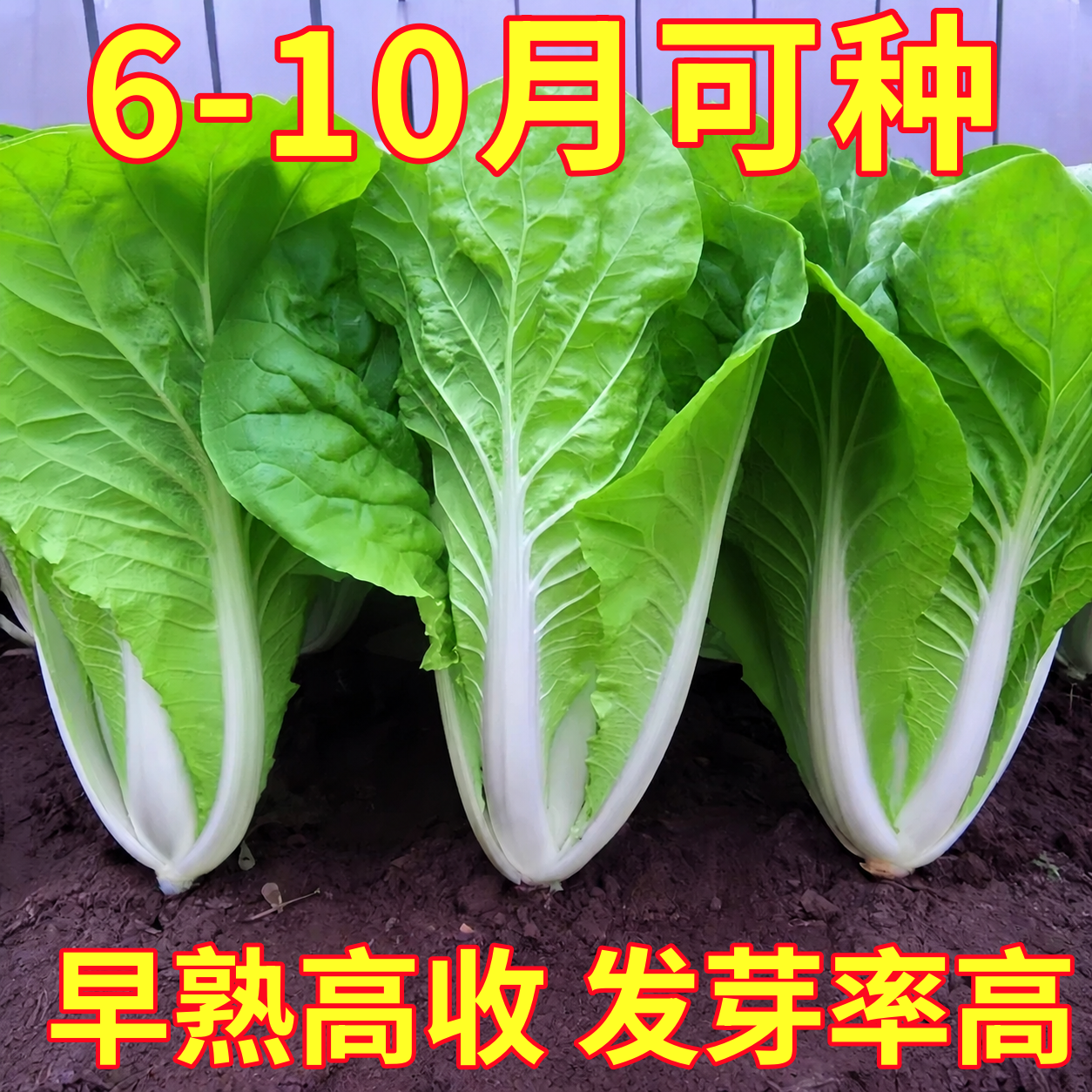 奶油快菜种子种籽四季小白菜蔬菜青菜菜种孑子籽种大全白莱快菜种