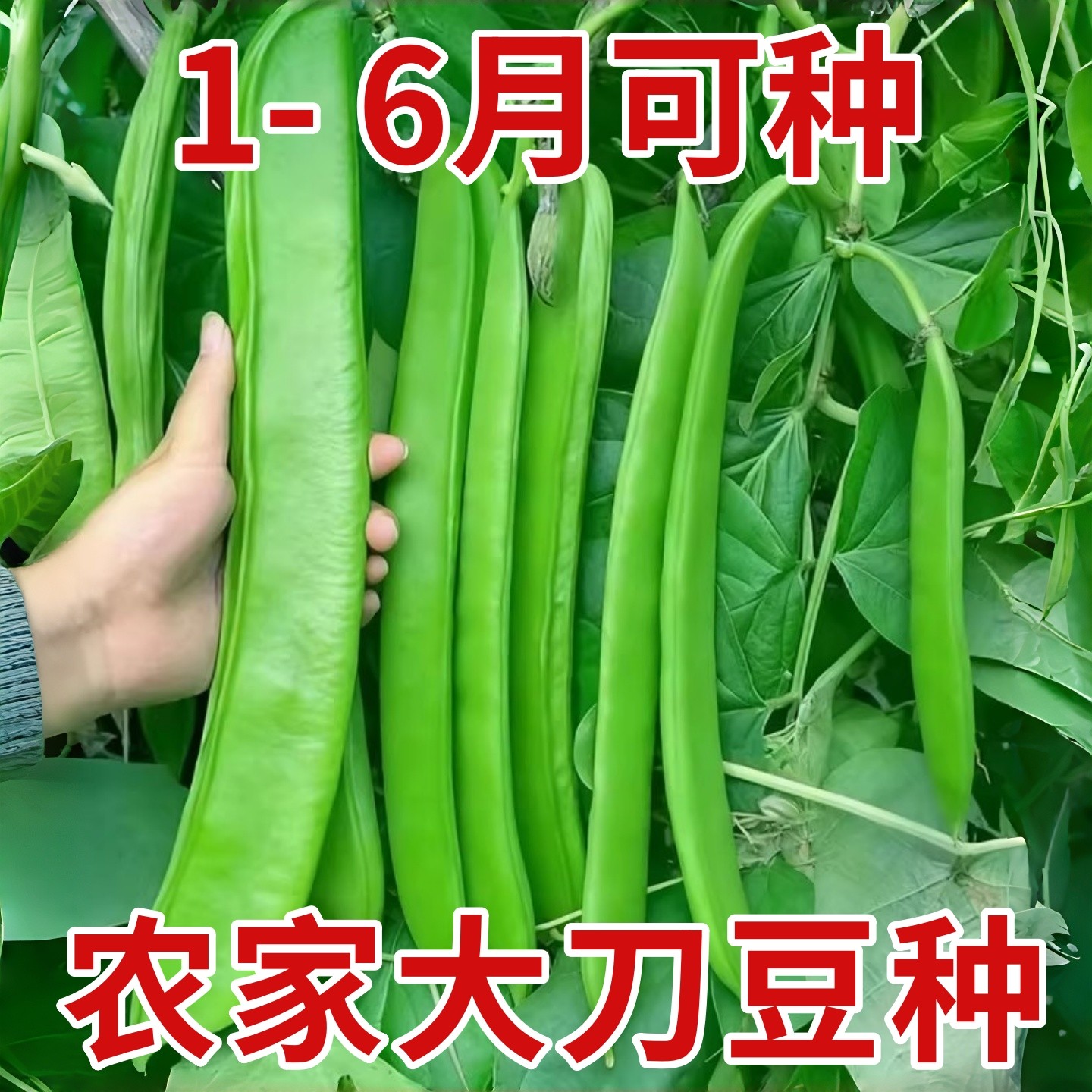 大刀豆种籽巨型大豆角大扁豆高产刀巴豆巴西豆四季豆种子蔬菜种籽,鲜花速递/花卉仿真/绿植园艺,种苗/半成品盆栽,淘宝优惠券,粉丝福利购,淘宝优惠卷
