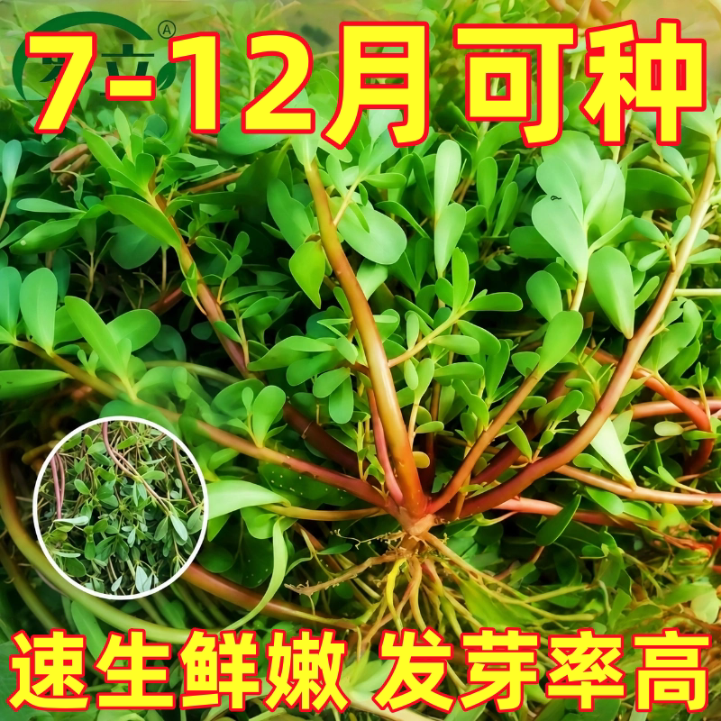 马齿苋种子野生大叶长寿菜蚂蚱菜种籽春夏秋冬四季蔬菜种孑大全