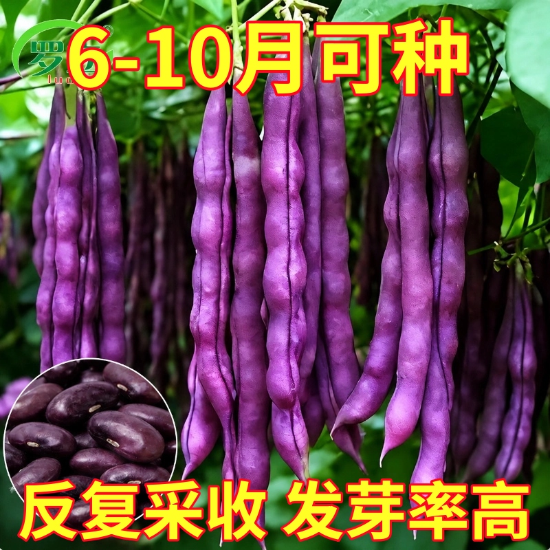 八月忙冻死鬼豆角种子春秋紫芸豆紫色耐热耐寒农家小院蔬菜种籽