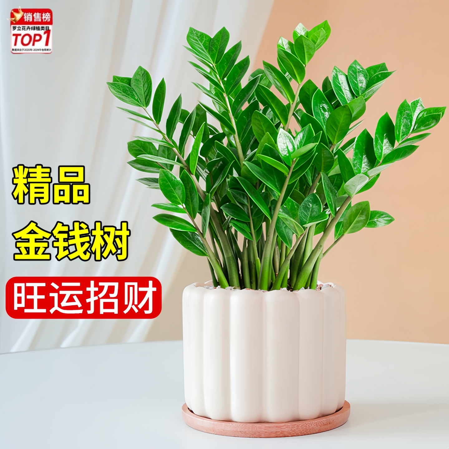 金钱树盆栽室内发财树旺宅植物客厅大花盆办公室内桌面好养活绿植