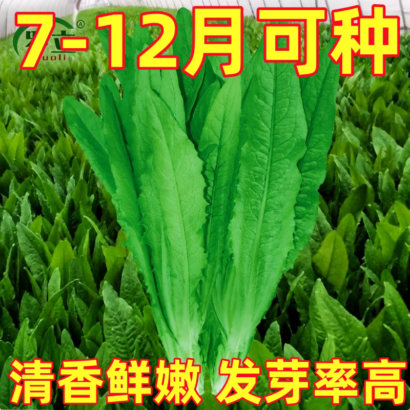 油麦菜种子四季播青菜种籽仔阳台菜籽盆栽籽种蔬菜孑春季菜种大全