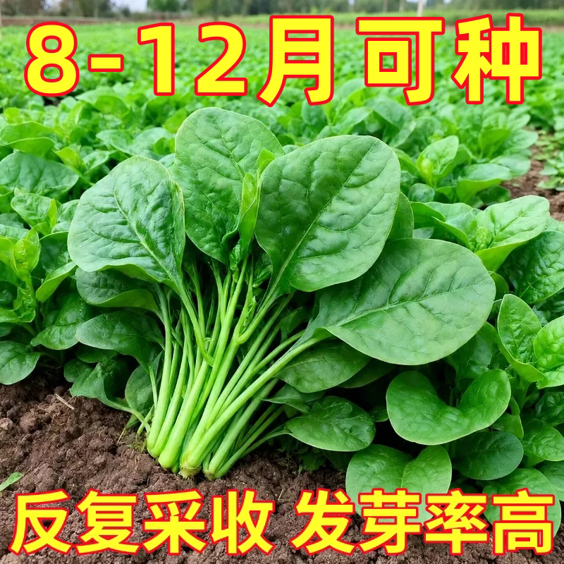 大叶木耳菜种子小青菜阳台盆栽菜种蔬菜种籽四季种植秧孑夏季菜苗