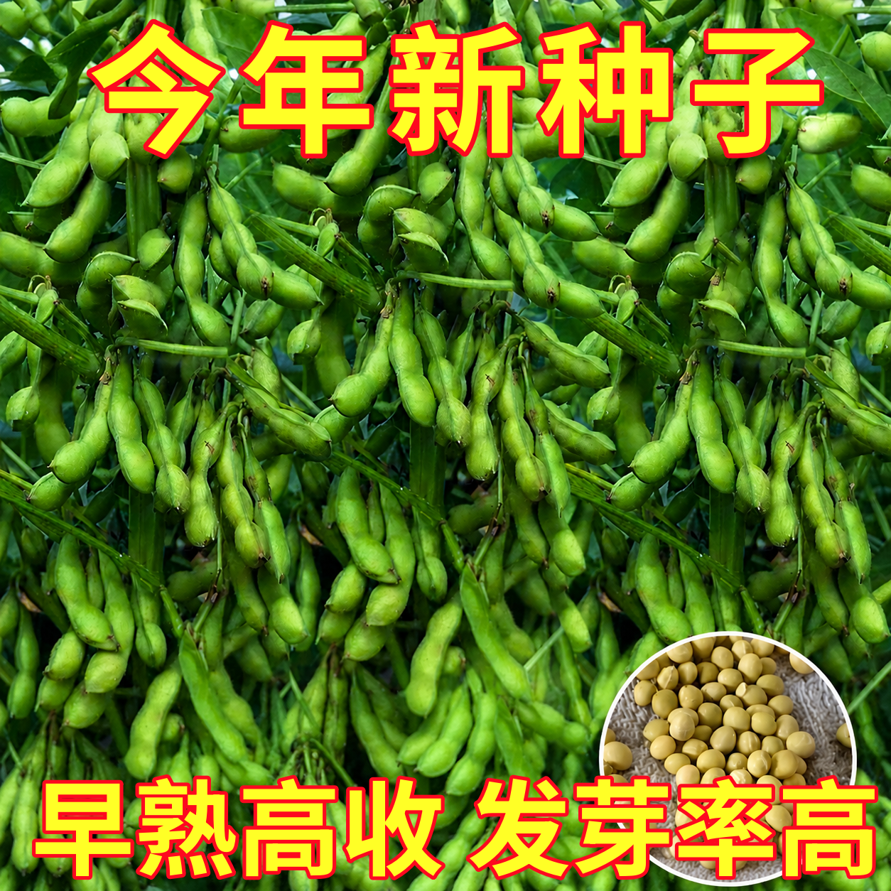 早熟高产四季毛豆种子矮杆特大粒青黄豆种籽农家非转基因蔬菜种子