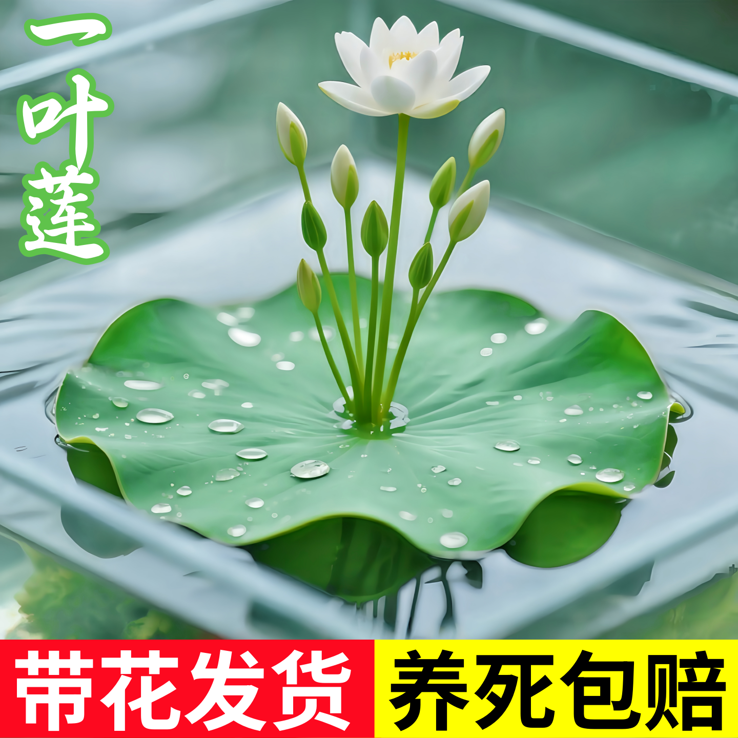 一叶莲水草水生水培植物净化水质碗莲乌龟缸鱼缸造景浮萍养龟真草