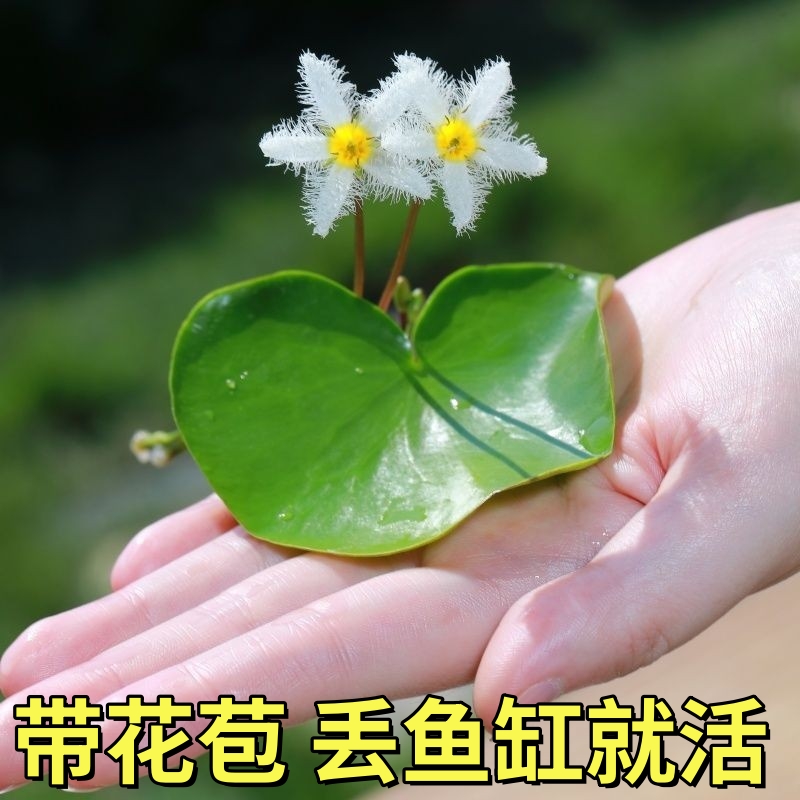 一叶莲水草水生水培植物净化水质碗莲乌龟缸鱼缸造景浮萍养龟真草