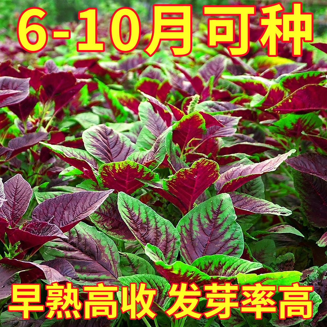 红苋菜种子莱籽耐热汉菜夏季四季阳台种植青菜疏蔬菜大全种籽子孑