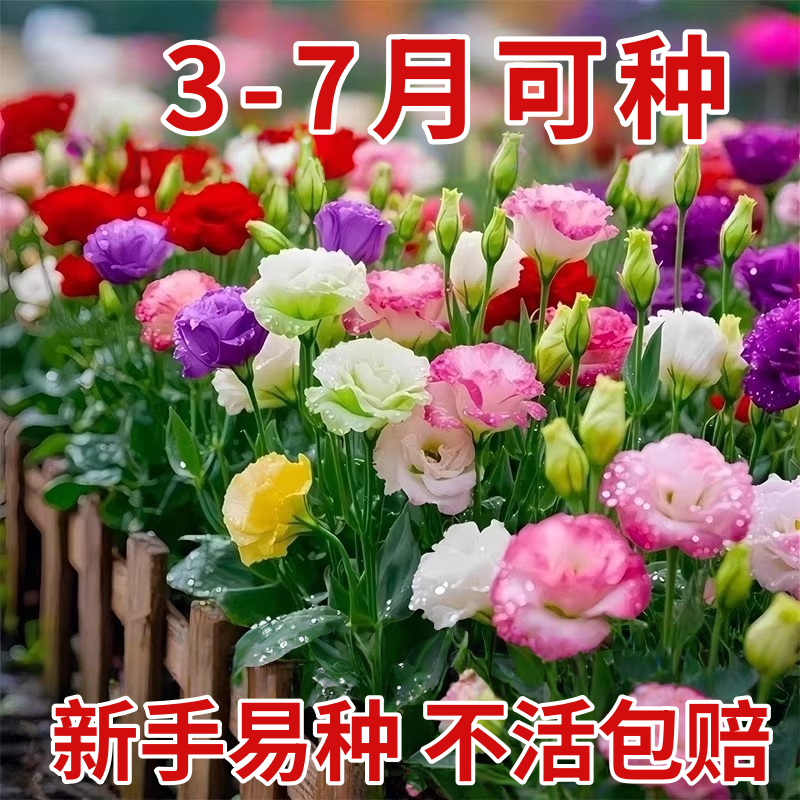 洋桔梗花种子花苗四季种易活室内室外花种孑盆栽花卉花种籽花籽
