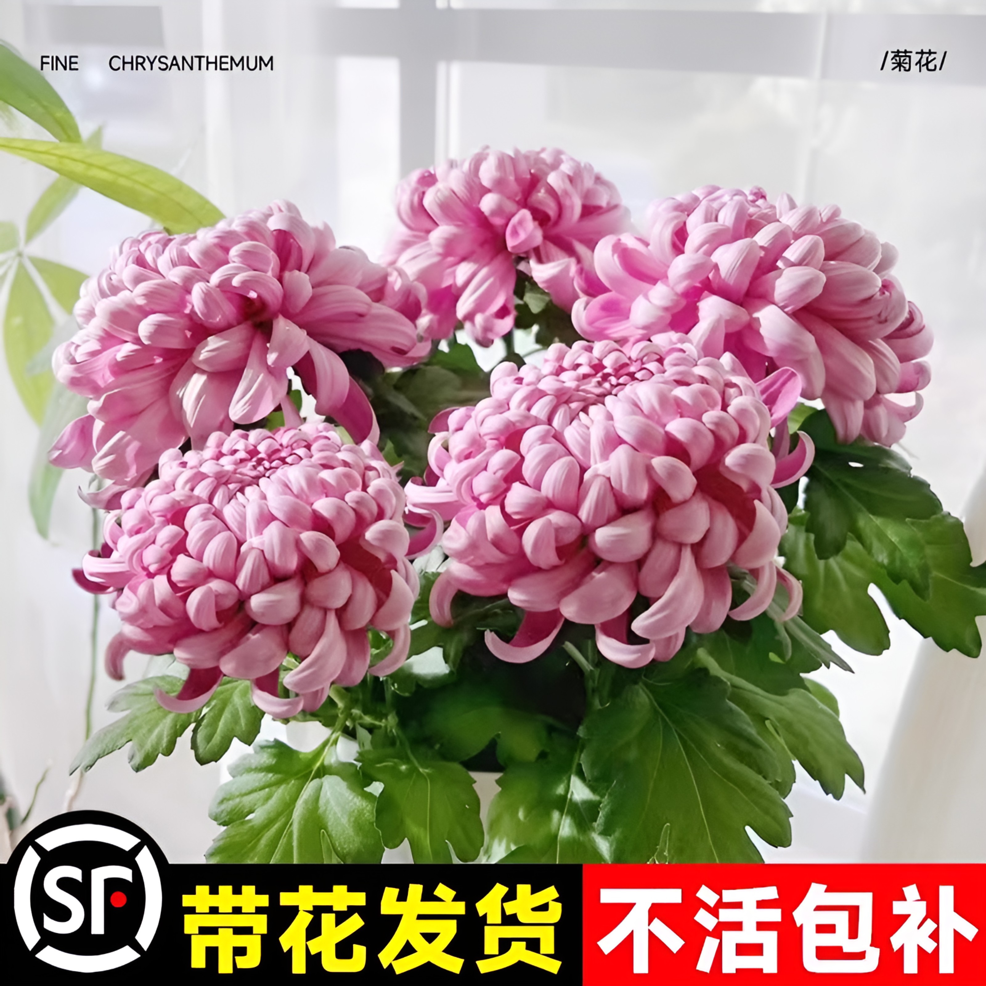 荷兰菊花苗四季种植菊花苗雏菊盆栽室内外阳台好养活绿植花卉秋菊