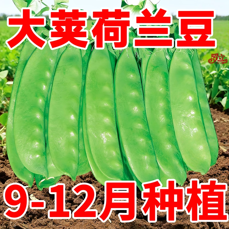 荷兰豆种籽种子豌豆苗四季甜蔬菜豌豆种籽孑籽种莱蚕豆菜籽尖碗豆