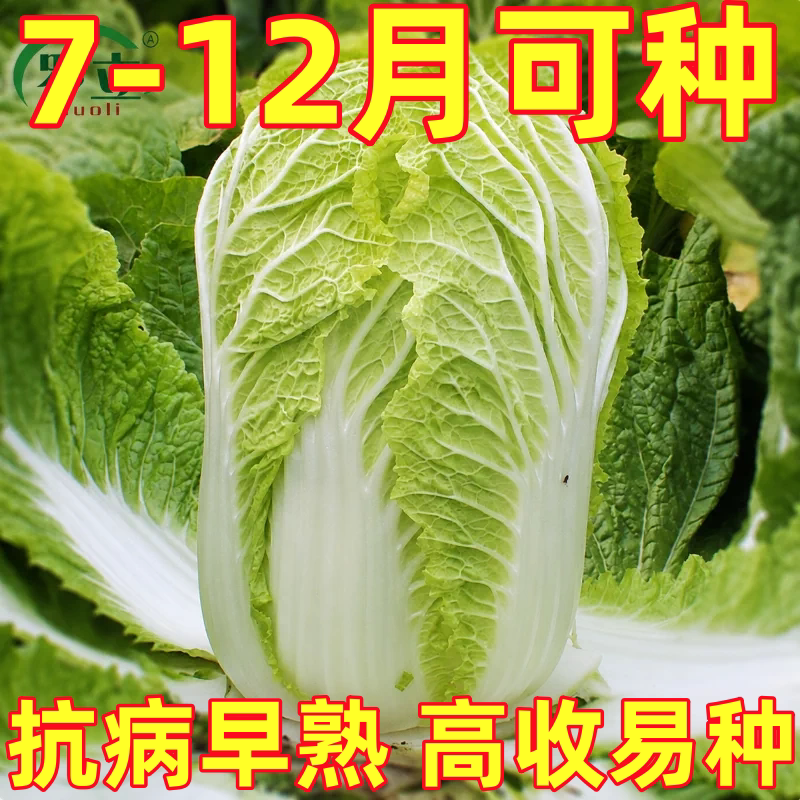 山东胶州大白菜种子秋季种籽冬储胶东春夏秋四季白菜籽农家蔬菜孑
