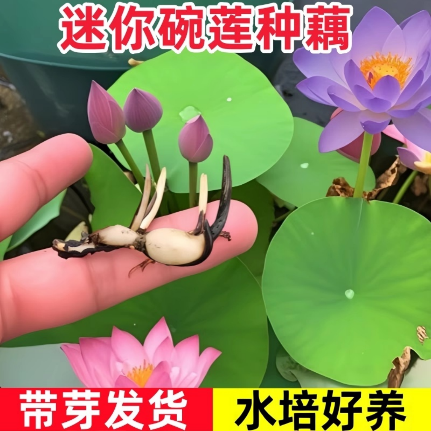 一叶莲水培植物桌面花卉